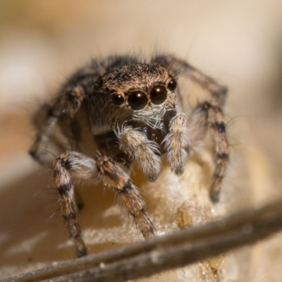 Unidentified Jumping or peacock spider (Salticidae) at Tharwa, ACT - 2 Sep 2023 by patrickcox