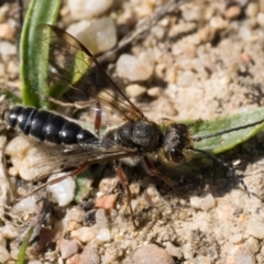 Thynninae (subfamily) (Smooth flower wasp) at Gigerline Nature Reserve - 2 Sep 2023 by patrickcox