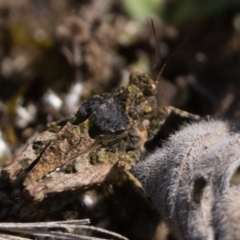 Tetrigidae (family) (Pygmy grasshopper) at Rendezvous Creek, ACT - 2 Sep 2023 by patrickcox