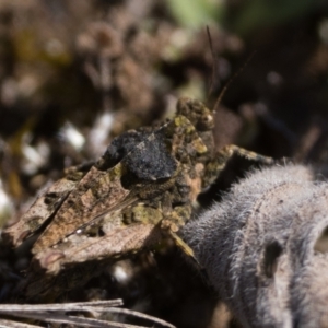 Tetrigidae (family) at Rendezvous Creek, ACT - 2 Sep 2023 02:30 PM