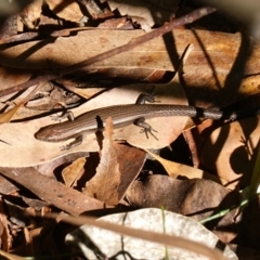 Lampropholis delicata (Delicate Skink) at Ulladulla Wildflower Reserve - 3 Aug 2023 by RobG1