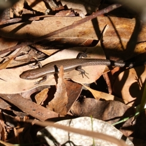 Lampropholis delicata at Ulladulla Wildflower Reserve - 3 Aug 2023