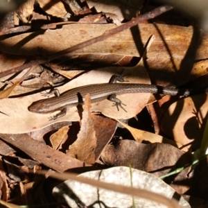 Lampropholis delicata at Ulladulla Wildflower Reserve - 3 Aug 2023 11:15 AM