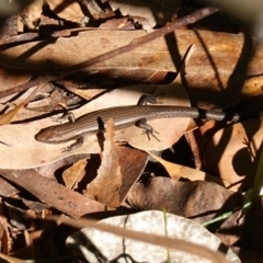 Unidentified Skink at Ulladulla, NSW - 3 Aug 2023 by RobG1