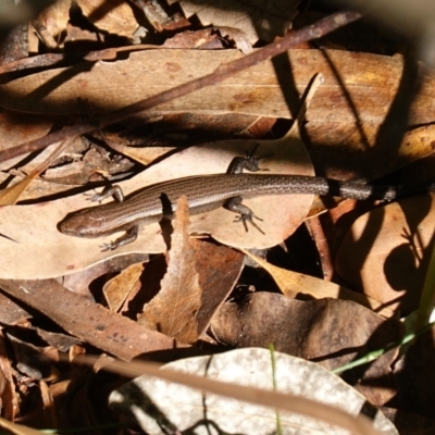Lampropholis delicata (Delicate Skink) at Ulladulla, NSW - 3 Aug 2023 by RobG1