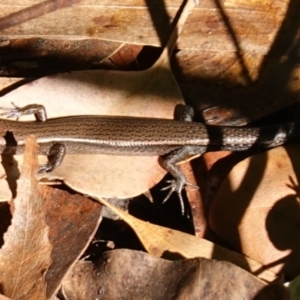 Lampropholis delicata at Ulladulla Wildflower Reserve - 3 Aug 2023