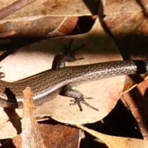 Lampropholis delicata at Ulladulla Wildflower Reserve - 3 Aug 2023 11:15 AM