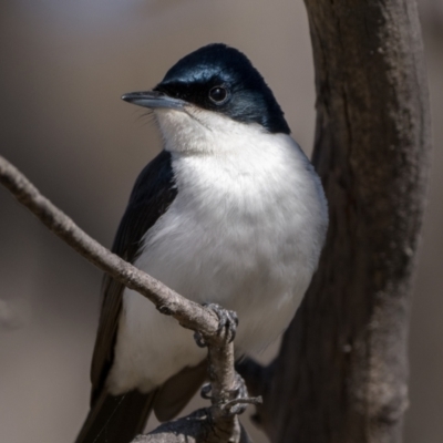 Myiagra inquieta (Restless Flycatcher) at Namadgi National Park - 2 Sep 2023 by patrickcox