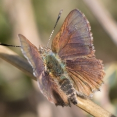 Paralucia spinifera (Bathurst or Purple Copper Butterfly) at Rendezvous Creek, ACT - 2 Sep 2023 by patrickcox