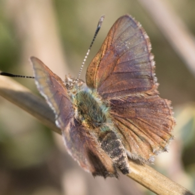 Paralucia crosbyi (Violet Copper Butterfly) at Rendezvous Creek, ACT - 2 Sep 2023 by patrickcox