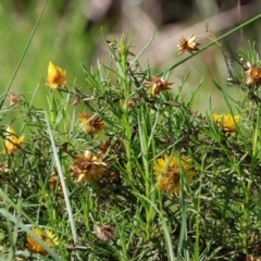 Xerochrysum viscosum (Sticky Everlasting) at West Wodonga, VIC - 2 Sep 2023 by KylieWaldon