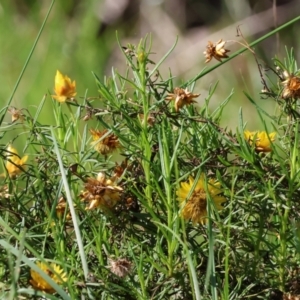 Xerochrysum viscosum at West Wodonga, VIC - 2 Sep 2023