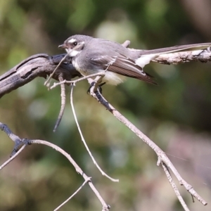 Rhipidura albiscapa at West Wodonga, VIC - 2 Sep 2023