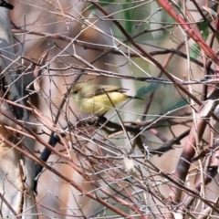 Acanthiza reguloides (Buff-rumped Thornbill) at Federation Hill - 2 Sep 2023 by KylieWaldon