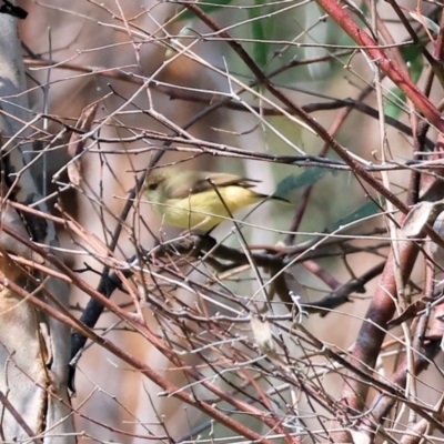 Acanthiza reguloides (Buff-rumped Thornbill) at West Wodonga, VIC - 2 Sep 2023 by KylieWaldon