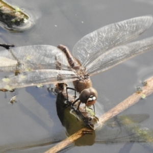 Anax papuensis at Splitters Creek, NSW - 28 Aug 2023 05:37 PM