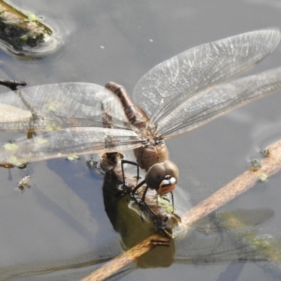 Anax papuensis (Australian Emperor) at Wonga Wetlands - 28 Aug 2023 by GlossyGal