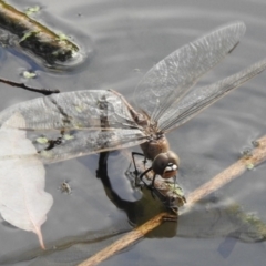 Anax papuensis at Splitters Creek, NSW - 28 Aug 2023 05:37 PM