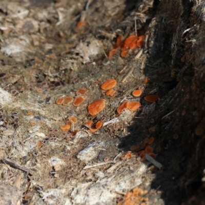 Unidentified Fungus at Wodonga - 2 Sep 2023 by KylieWaldon