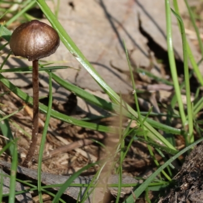 Unidentified Cap on a stem; gills below cap [mushrooms or mushroom-like] at Federation Hill - 2 Sep 2023 by KylieWaldon
