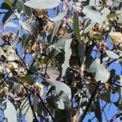 Eucalyptus sp. (A Gum Tree) at Wodonga - 2 Sep 2023 by KylieWaldon