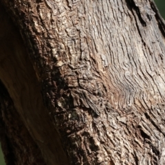 Eucalyptus sp. at West Wodonga, VIC - 2 Sep 2023