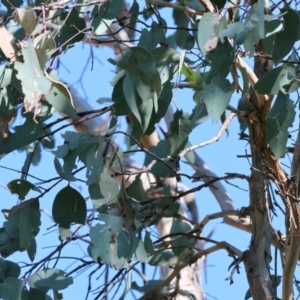 Eucalyptus sp. at West Wodonga, VIC - 2 Sep 2023