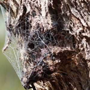 Badumna sp. (genus) at West Wodonga, VIC - 2 Sep 2023 11:35 AM