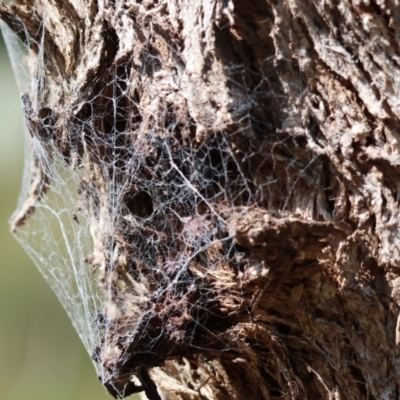 Badumna sp. (genus) (Lattice-web spider) at West Wodonga, VIC - 2 Sep 2023 by KylieWaldon