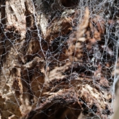 Badumna (genus) at West Wodonga, VIC - 2 Sep 2023 11:35 AM