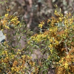 Acacia verniciflua (Varnish Wattle) at West Wodonga, VIC - 2 Sep 2023 by KylieWaldon