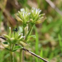 Cerastium glomeratum at West Wodonga, VIC - 2 Sep 2023 11:45 AM