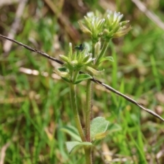 Cerastium glomeratum at West Wodonga, VIC - 2 Sep 2023 11:45 AM