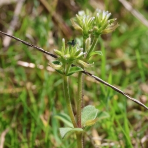 Cerastium glomeratum at West Wodonga, VIC - 2 Sep 2023 11:45 AM