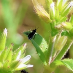 Unidentified True bug (Hemiptera, Heteroptera) at Wodonga - 2 Sep 2023 by KylieWaldon