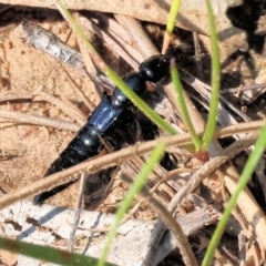 Paederinae sp. (sub-family) (A rove beetle) at West Wodonga, VIC - 2 Sep 2023 by KylieWaldon
