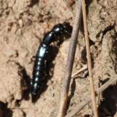 Paederinae sp. (sub-family) at West Wodonga, VIC - 2 Sep 2023