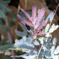 Acacia baileyana (Cootamundra Wattle, Golden Mimosa) at Federation Hill - 2 Sep 2023 by KylieWaldon