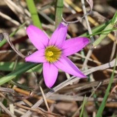 Romulea rosea var. australis (Onion Grass) at Wodonga - 2 Sep 2023 by KylieWaldon