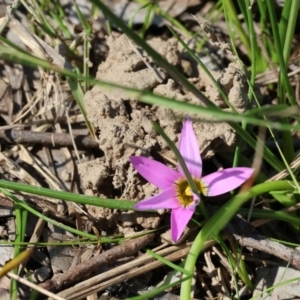 Romulea rosea var. australis at West Wodonga, VIC - 2 Sep 2023 11:58 AM