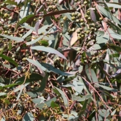 Eucalyptus macrorhyncha (Red Stringybark) at West Wodonga, VIC - 2 Sep 2023 by KylieWaldon