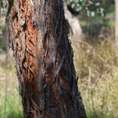 Eucalyptus macrorhyncha at West Wodonga, VIC - 2 Sep 2023