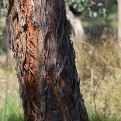 Eucalyptus macrorhyncha at West Wodonga, VIC - 2 Sep 2023 11:59 AM