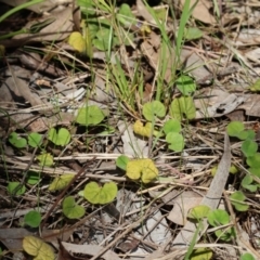Dichondra repens (Kidney Weed) at West Wodonga, VIC - 2 Sep 2023 by KylieWaldon