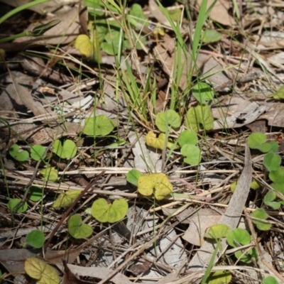 Dichondra repens (Kidney Weed) at Federation Hill - 2 Sep 2023 by KylieWaldon