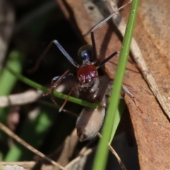Unidentified Ant (Hymenoptera, Formicidae) at Federation Hill - 2 Sep 2023 by KylieWaldon