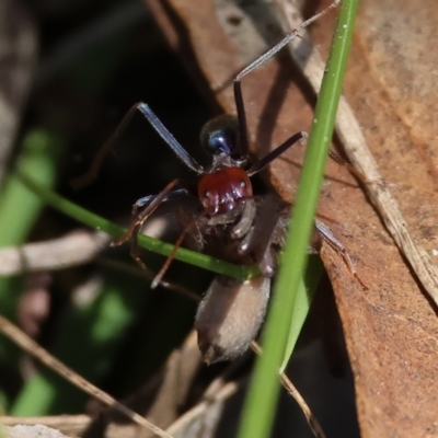 Iridomyrmex purpureus (Meat Ant) at West Wodonga, VIC - 2 Sep 2023 by KylieWaldon