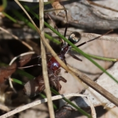 Iridomyrmex purpureus at West Wodonga, VIC - 2 Sep 2023 12:02 PM