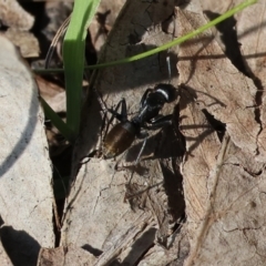 Camponotus aeneopilosus (A Golden-tailed sugar ant) at West Wodonga, VIC - 2 Sep 2023 by KylieWaldon