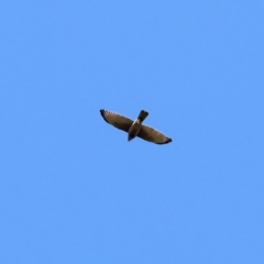 Tachyspiza fasciata (Brown Goshawk) at Federation Hill - 2 Sep 2023 by KylieWaldon